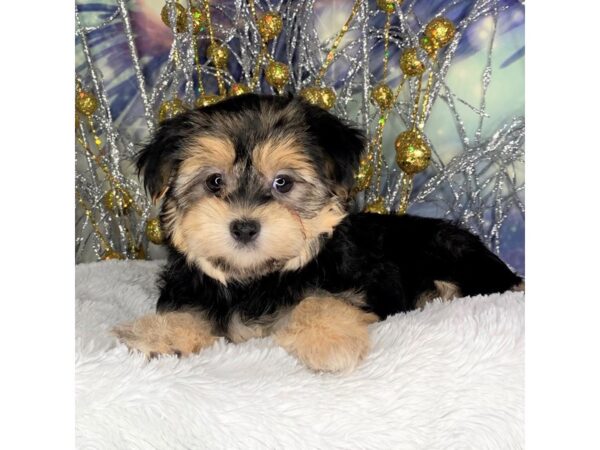 Morkie DOG Female Black / Tan 2278 Petland Lancaster, Ohio