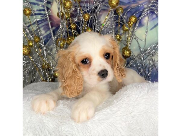 Cockalier-DOG-Female-Blenheim-2277-Petland Lancaster, Ohio