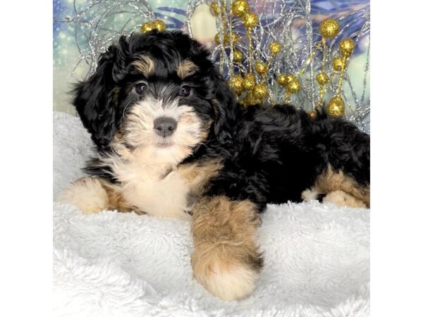 Mini Bernadoodle DOG Female Tri-Colored 2276 Petland Lancaster, Ohio