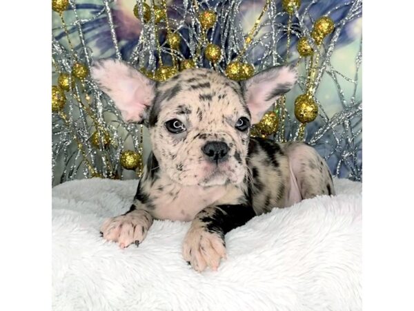 Frenchton DOG Female Black  Merle 2275 Petland Lancaster, Ohio