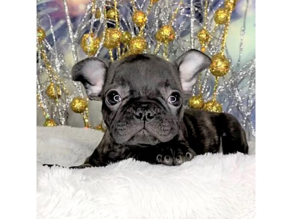 Frenchton DOG Male Black Brindle 2274 Petland Lancaster, Ohio