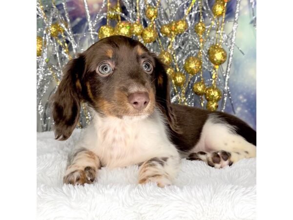 Dachshund DOG Female Chocolate / Tan 2292 Petland Lancaster, Ohio