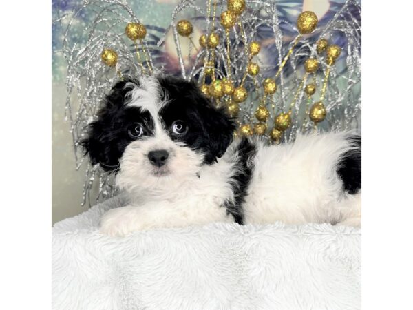 Shihchon-DOG-Female-blk&white-2293-Petland Lancaster, Ohio