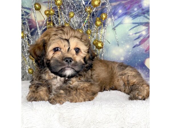 Pekepoo-DOG-Male-brown-2294-Petland Lancaster, Ohio