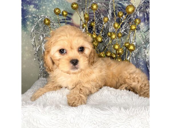 Pekepoo-DOG-Female-red-2295-Petland Lancaster, Ohio