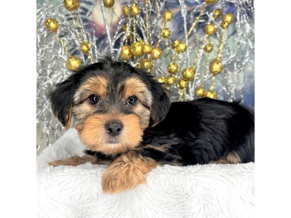 Yorkshire Terrier DOG Male blk and tan 2296 Petland Lancaster, Ohio