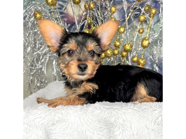 Yorkshire Terrier DOG Female blk and tan 2297 Petland Lancaster, Ohio