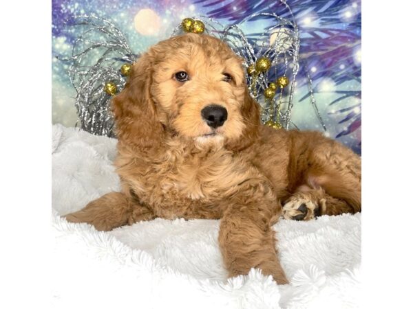 F1B Mini Goldendoodle-DOG-Male-Golden-2298-Petland Lancaster, Ohio