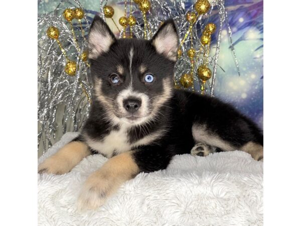 Pomsky-DOG-Female-Black / Tan-2299-Petland Lancaster