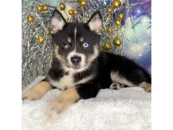 Pomsky DOG Female Black / Tan 2299 Petland Lancaster, Ohio