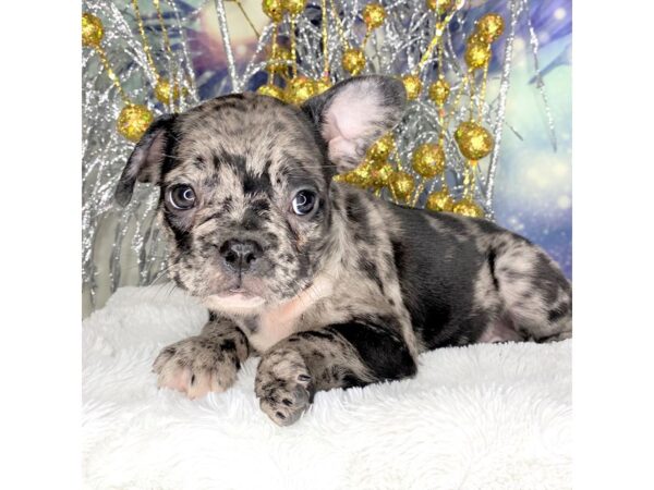 French Bulldog DOG Male Merle 2301 Petland Lancaster, Ohio