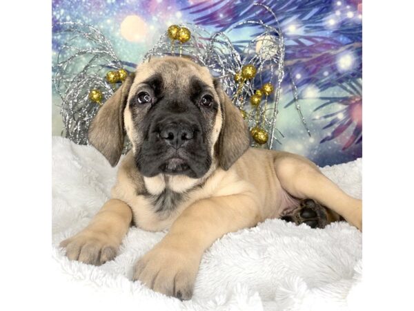 English Mastiff-DOG-Male-Fawn-2300-Petland Lancaster, Ohio