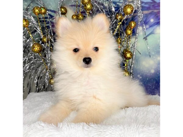 Pomeranian-DOG-Female-Cream-2291-Petland Lancaster, Ohio
