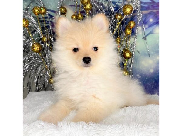 Pomeranian DOG Female Cream 2291 Petland Lancaster, Ohio