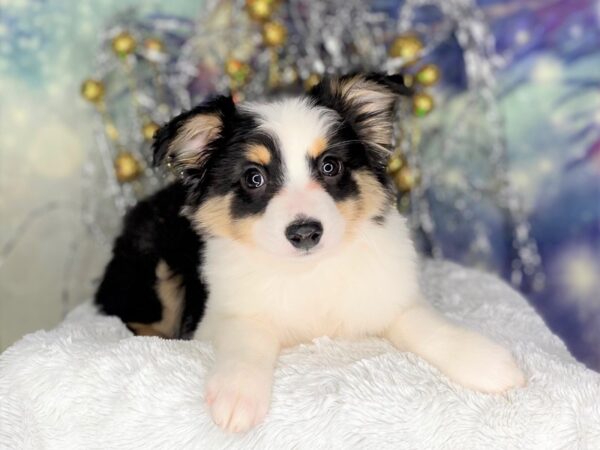 Australian Shepherd DOG Female Black 2303 Petland Lancaster, Ohio