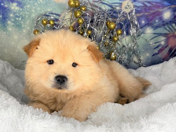 Chow Chow DOG Male Cream 2309 Petland Lancaster, Ohio