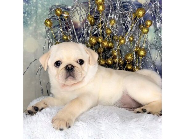 Pug DOG Male White 2312 Petland Lancaster, Ohio