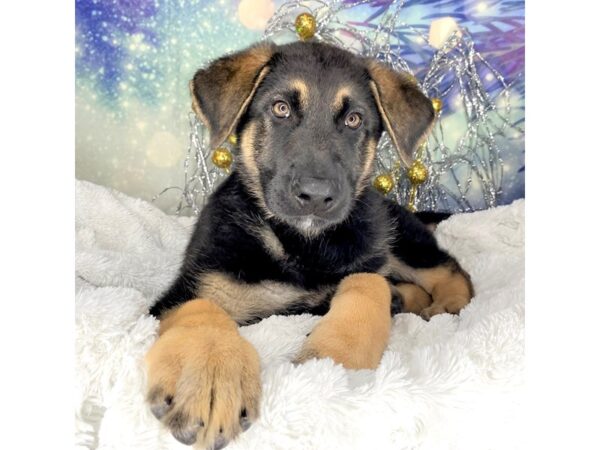 German Shepherd Dog DOG Male Black / Tan 2311 Petland Lancaster, Ohio