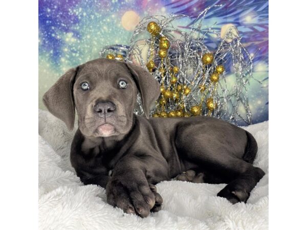 Cane Corso DOG Female Blue 2310 Petland Lancaster, Ohio