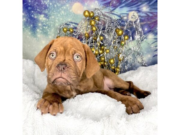 Dogue de Bordeaux DOG Male Brindle 2307 Petland Lancaster, Ohio