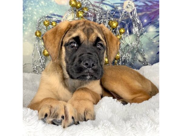 Doubull Mastiff DOG Female Fawn 2305 Petland Lancaster, Ohio