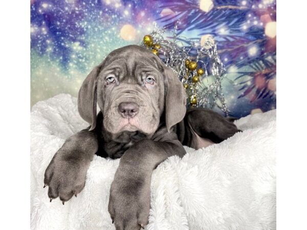 Neapolitan Mastiff DOG Male Blue 2308 Petland Lancaster, Ohio