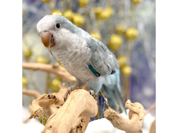 Quaker Parrot-BIRD--Blue Opaline-2314-Petland Lancaster, Ohio