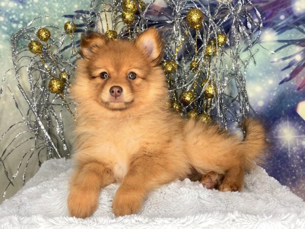 Pomeranian DOG Female Chocolate Merle 2322 Petland Lancaster, Ohio