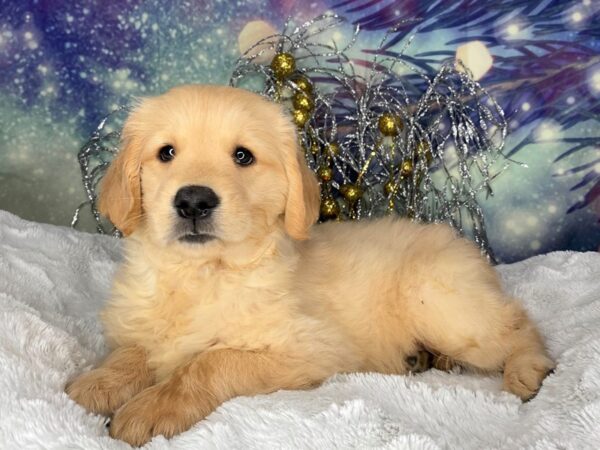 Golden Retriever DOG Female Gold 2319 Petland Lancaster, Ohio