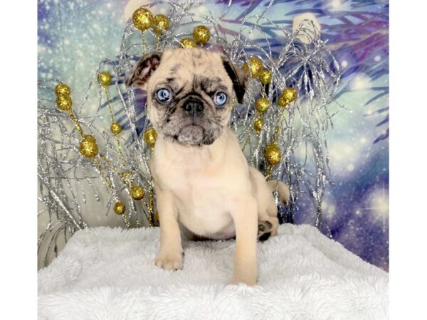 Pug-DOG-Female-Fawn-2315-Petland Lancaster, Ohio