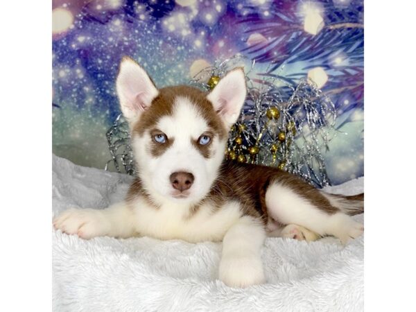 Siberian Husky DOG Female red wht 2318 Petland Lancaster, Ohio