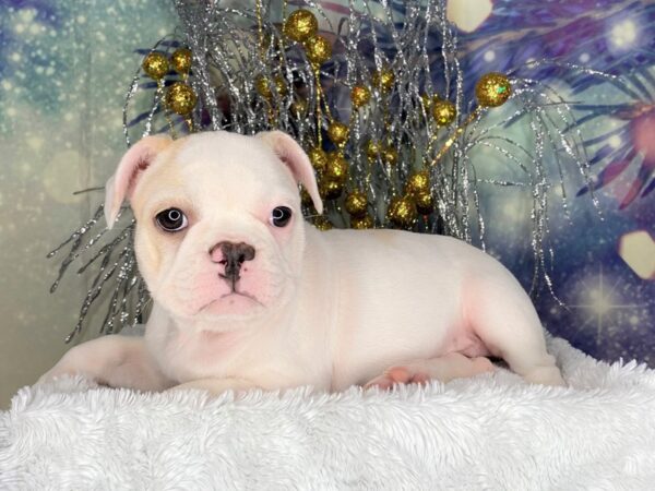 French Bulldog-DOG-Female-Fawn-2327-Petland Lancaster, Ohio