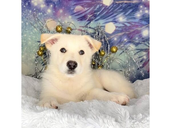 German Shepherd Dog-DOG-Female-White-2331-Petland Lancaster, Ohio