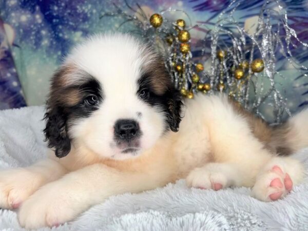 Saint Bernard-DOG-Male-Brown / White-2333-Petland Lancaster, Ohio