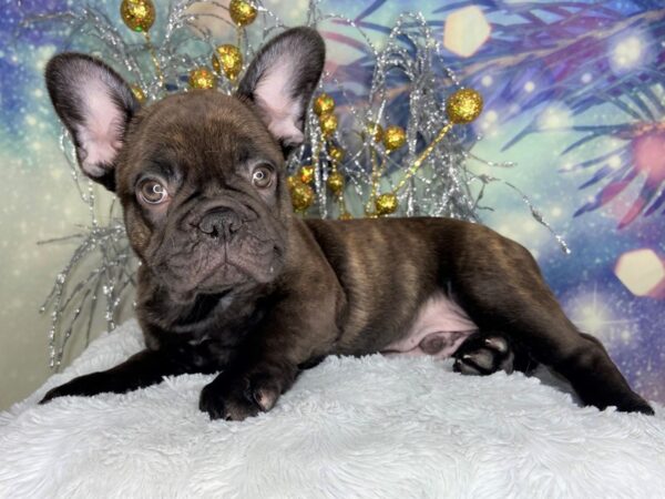 French Bulldog DOG Male blk brndle 2339 Petland Lancaster, Ohio