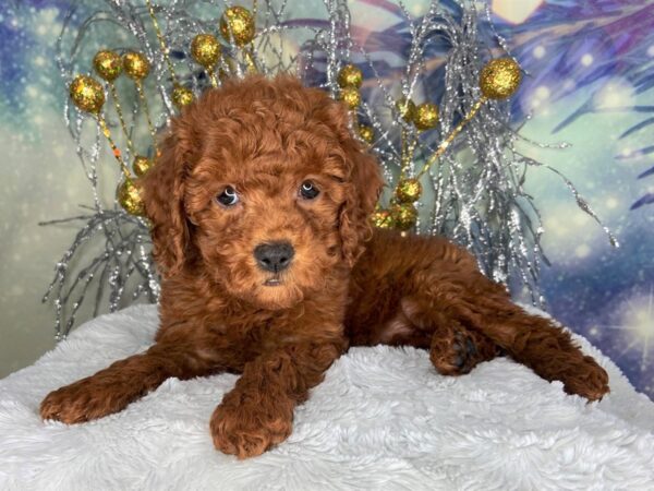 Toy Poodle DOG Female Dark Red 2336 Petland Lancaster, Ohio