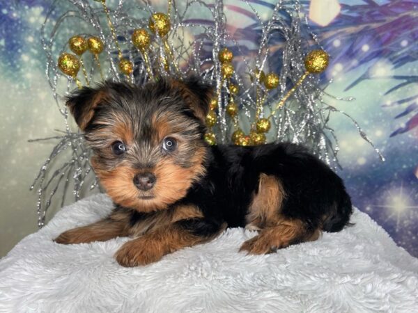 Yorkshire Terrier DOG Female Black / Tan 2335 Petland Lancaster, Ohio