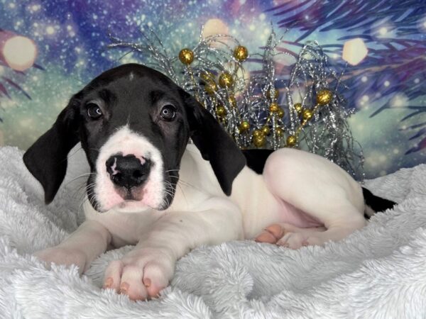 Great Dane-DOG-Female-Black-2337-Petland Lancaster, Ohio