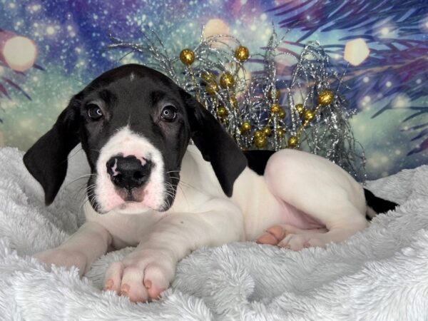 Great Dane DOG Female Black 2337 Petland Lancaster, Ohio