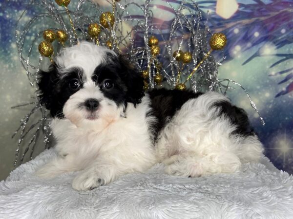 Havapoo DOG Female blk/wht 2345 Petland Lancaster, Ohio