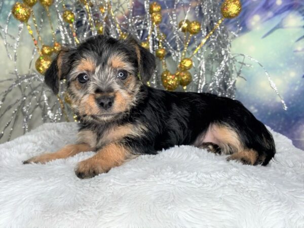 Chorkie DOG Female blk/tan 2347 Petland Lancaster, Ohio