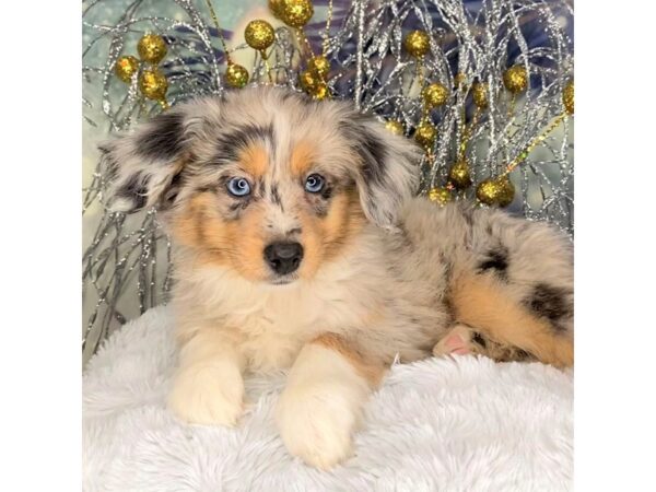 Miniature American Shepherd-DOG-Male-Blue Merle-2357-Petland Lancaster, Ohio