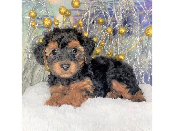 Yorkiepoo-DOG-Female-black and red-2354-Petland Lancaster, Ohio