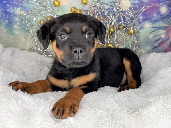 Rottweiler-DOG-Female-blk tn-2338-Petland Lancaster, Ohio