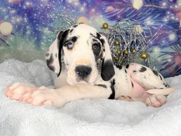 Great Dane DOG Male Merlequin 2353 Petland Lancaster, Ohio