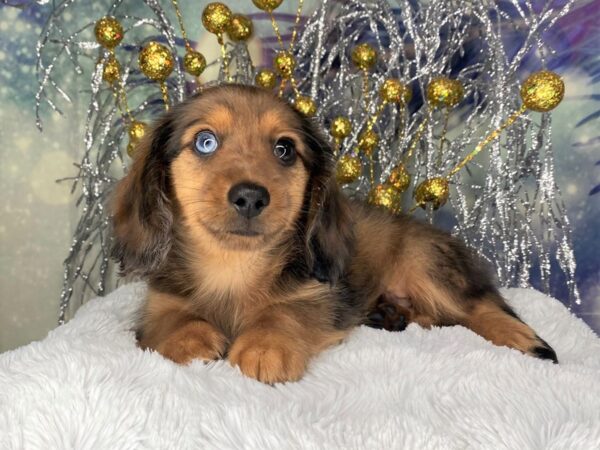 Dachshund DOG Male Wild Boar 2352 Petland Lancaster, Ohio