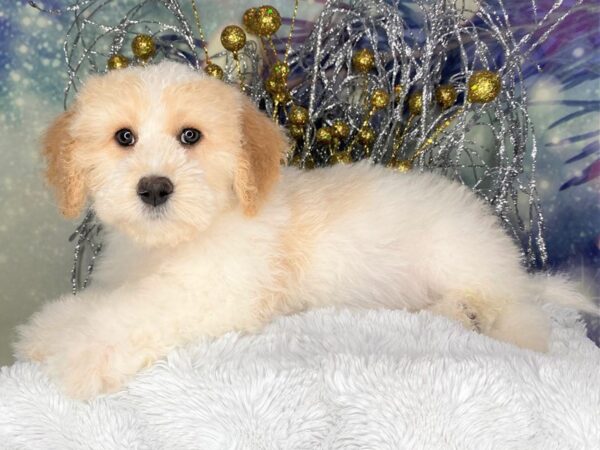 F1B Cockapoo-DOG-Female-Apricot-2349-Petland Lancaster