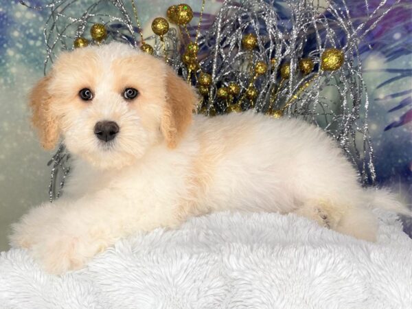 F1B Cockapoo-DOG-Female-Apricot-2349-Petland Lancaster, Ohio