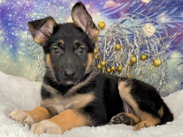 German Shepherd DOG Male Black & Tan 2359 Petland Lancaster, Ohio