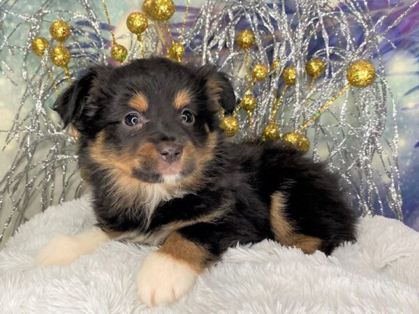 Miniature Australian Shepherd DOG Female BLK TRI 2361 Petland Lancaster, Ohio